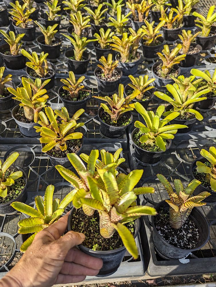 neoregelia-punctitissima-bromeliad