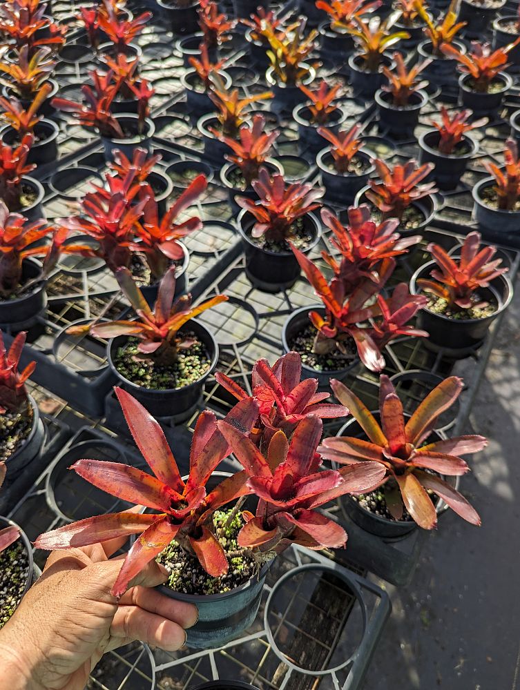 neoregelia-punctitissima-bromeliad