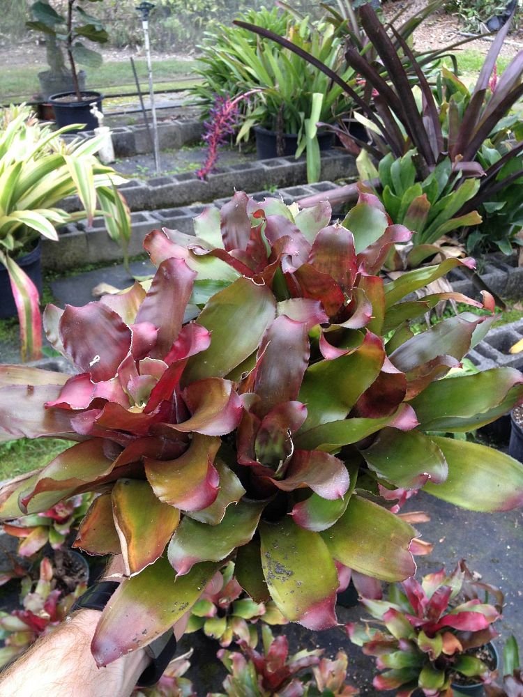 neoregelia-puppy-love-bromeliad