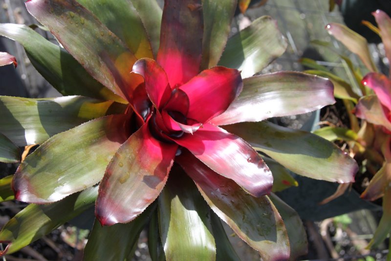 neoregelia-puppy-love-bromeliad