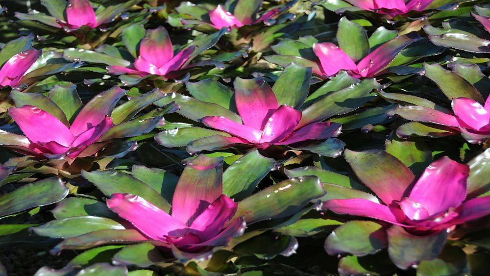 neoregelia-purple-passion-bromeliad-patented