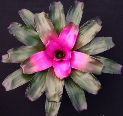 neoregelia-purple-passion-bromeliad-patented