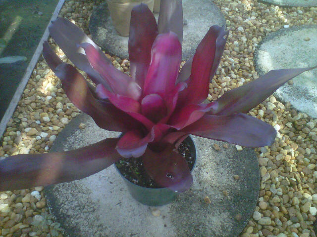 neoregelia-purple-star-bromeliad