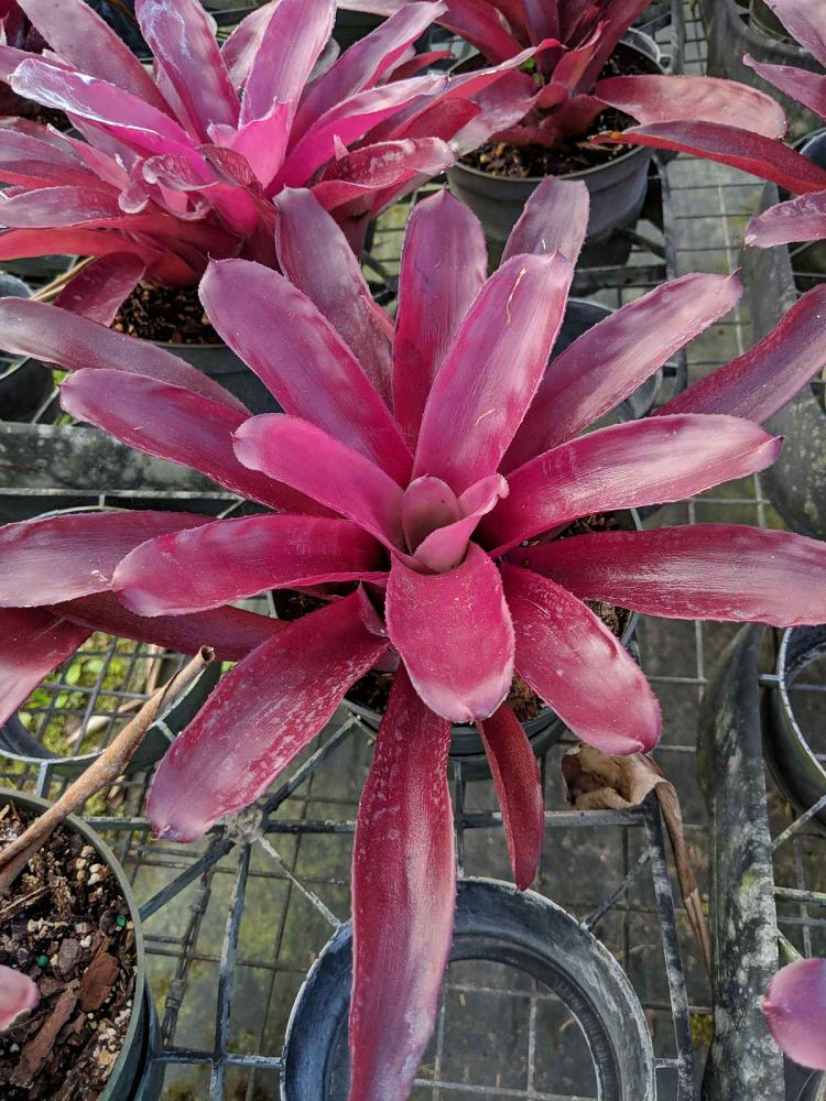neoregelia-purple-star-bromeliad