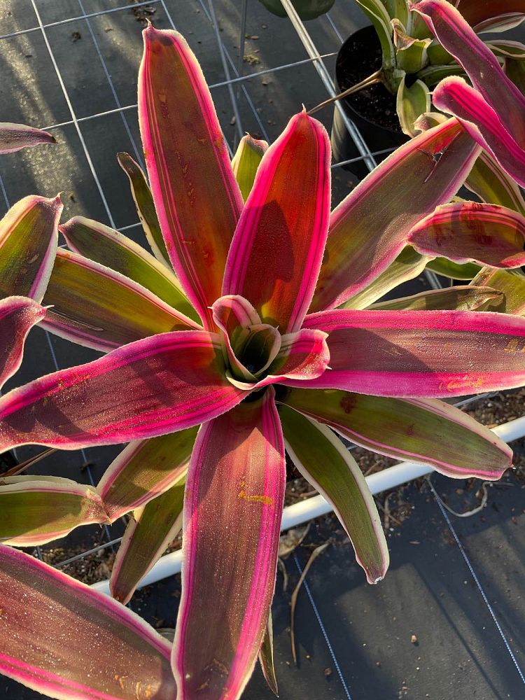 neoregelia-raphael-bromeliad