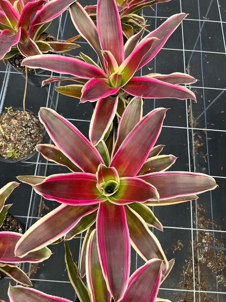 neoregelia-raphael-bromeliad