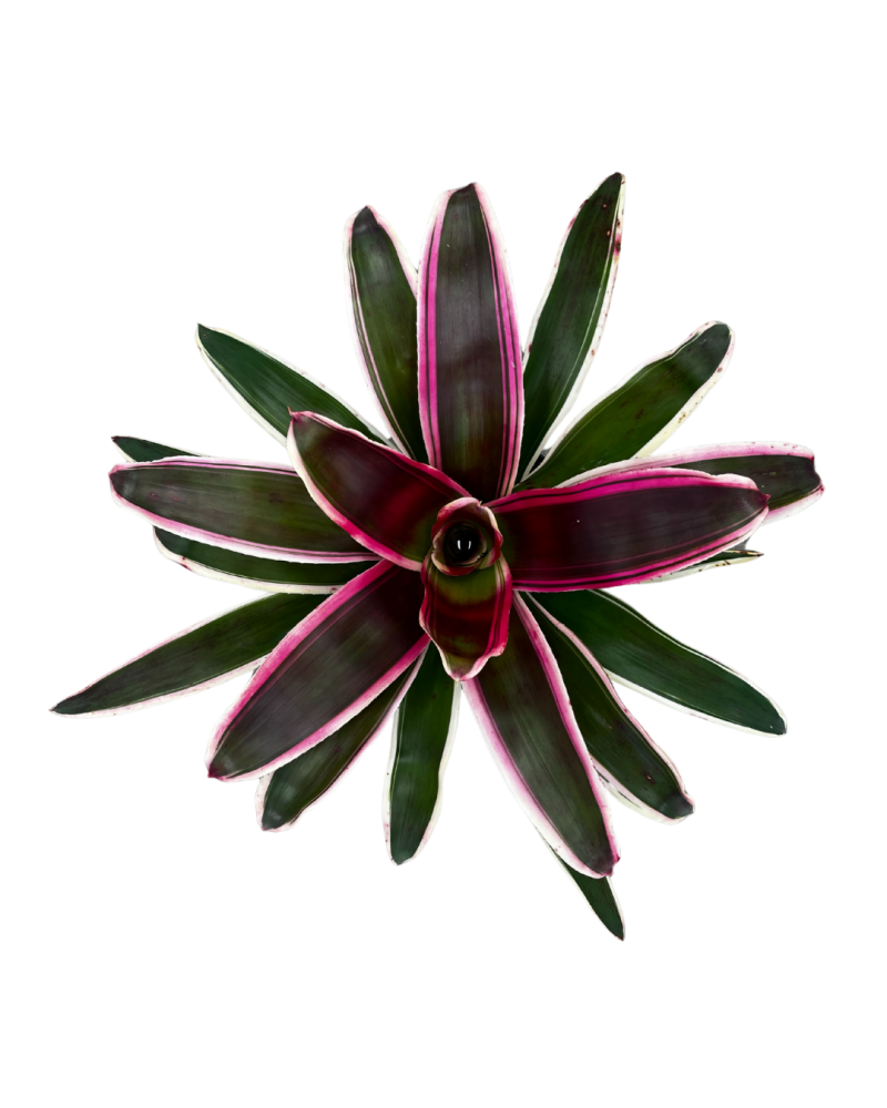 neoregelia-raphael-bromeliad