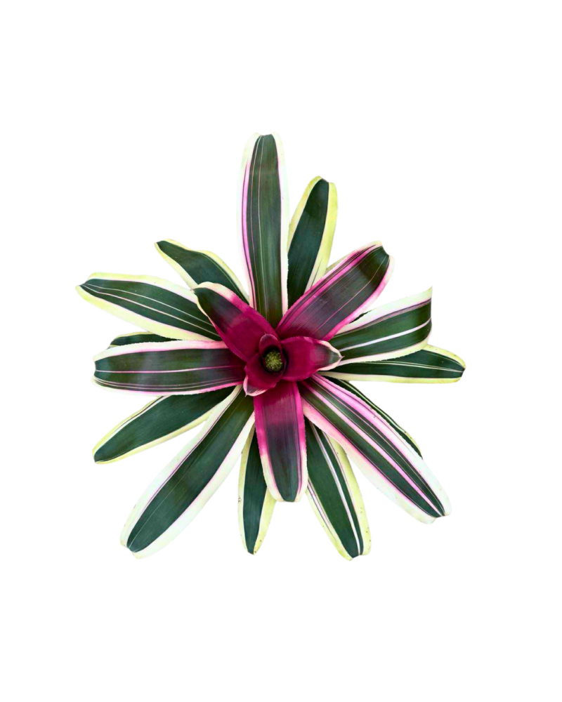 neoregelia-raphael-bromeliad