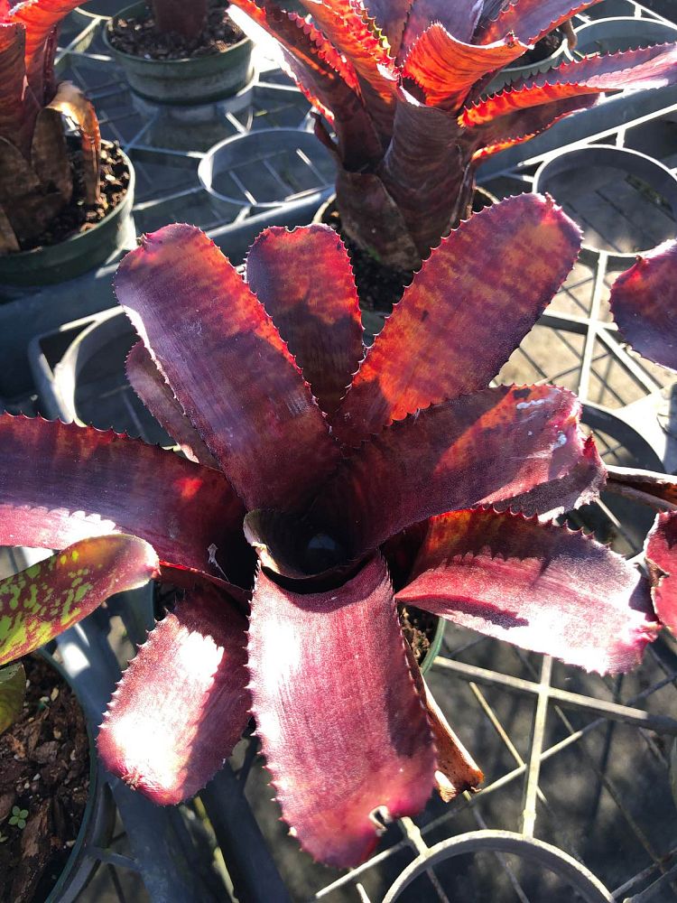 neoregelia-red-tiger-bromeliad