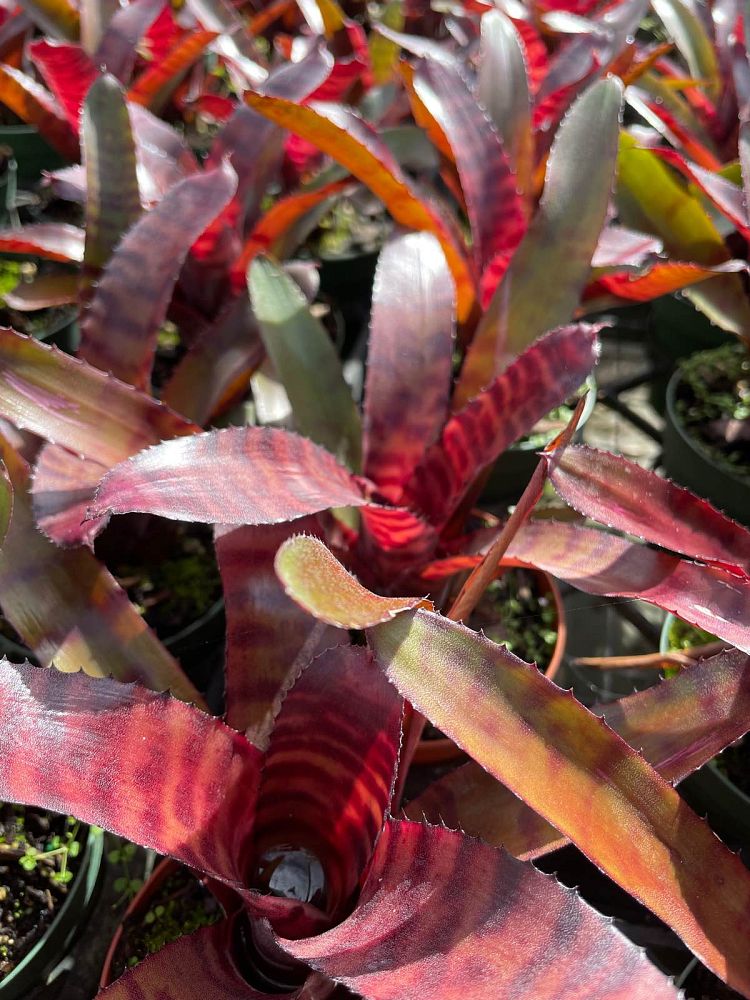 neoregelia-red-tiger-bromeliad