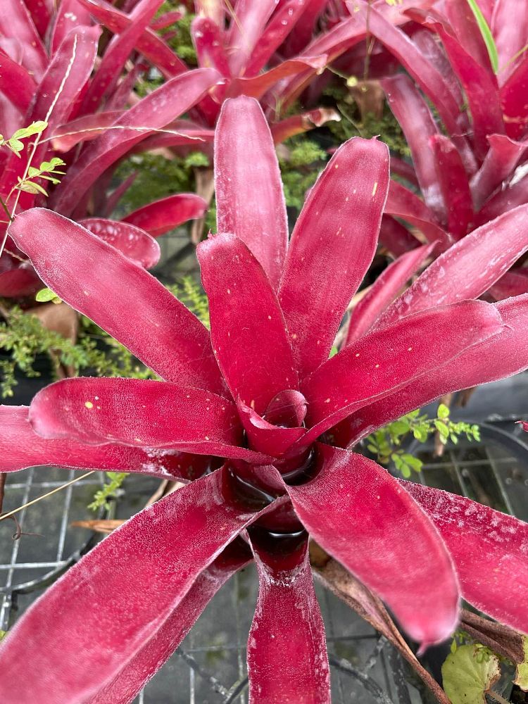 neoregelia-redland-red