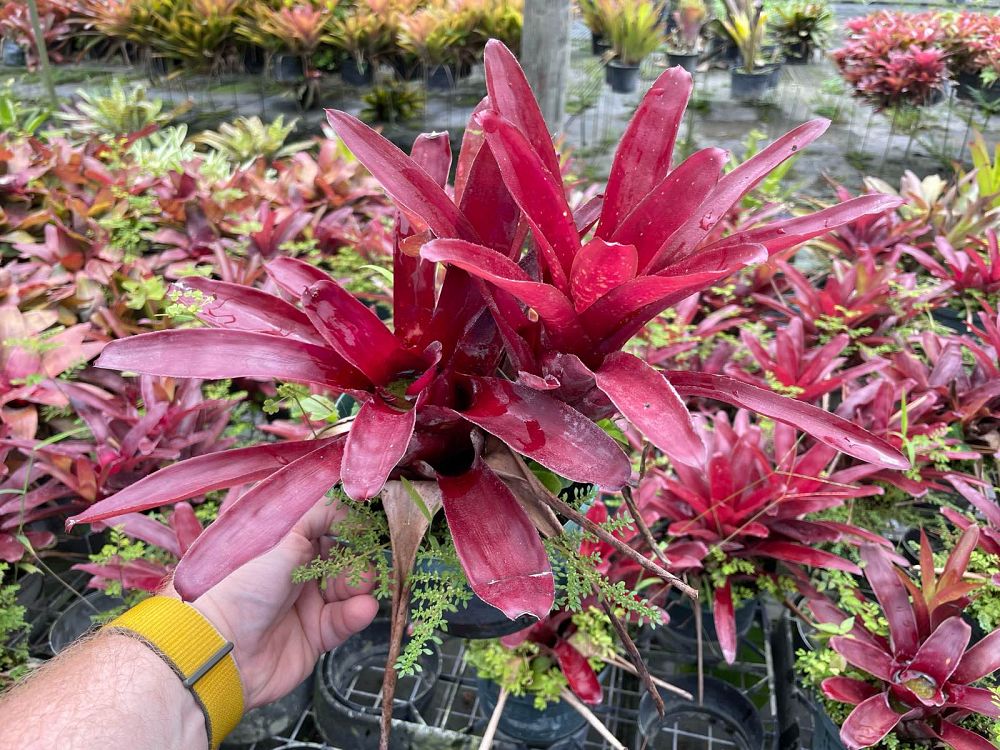 neoregelia-redland-red