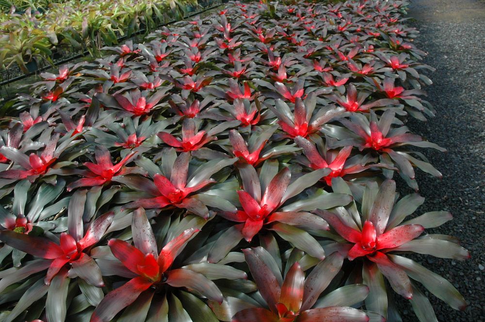 neoregelia-rivera-bromeliad