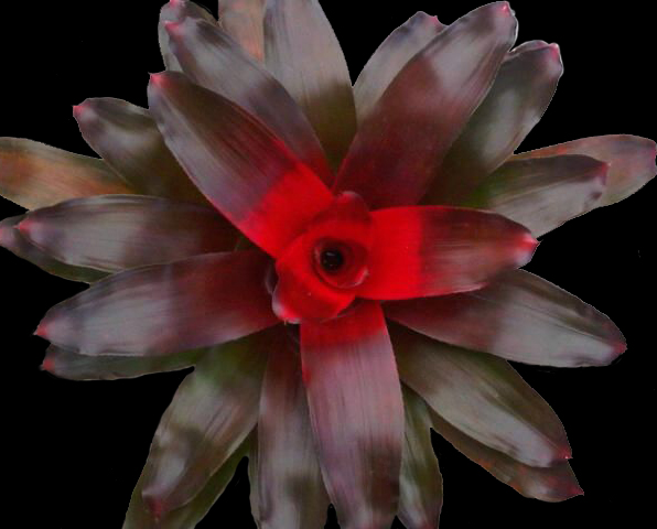 neoregelia-rivera-bromeliad