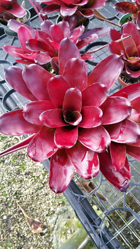 neoregelia-roland-bromeliad