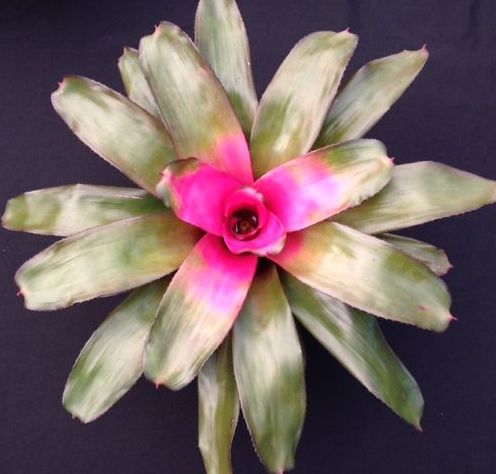 neoregelia-roots-roots-bromeliad
