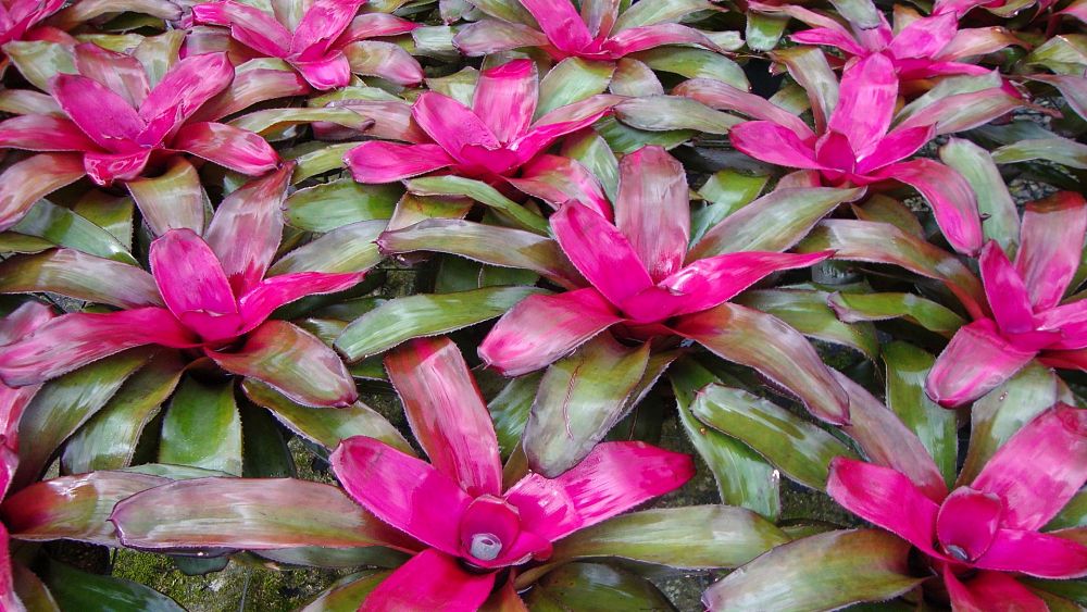 neoregelia-roots-roots-bromeliad