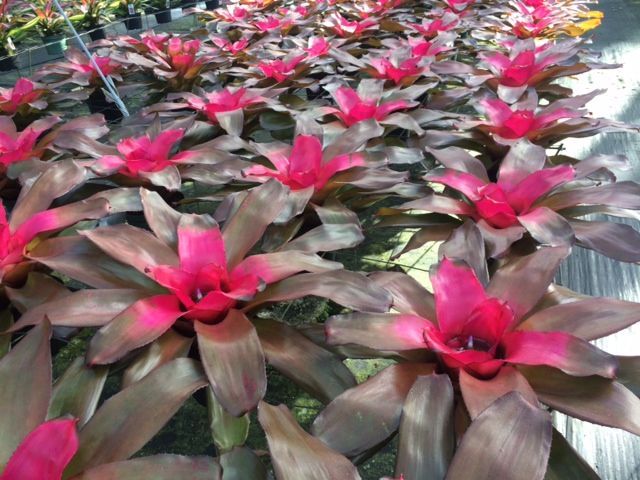neoregelia-roots-roots-bromeliad
