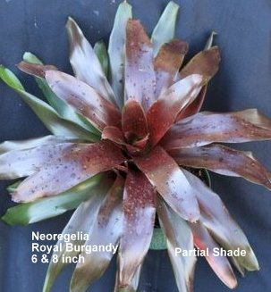 neoregelia-royal-burgundy-bromeliad