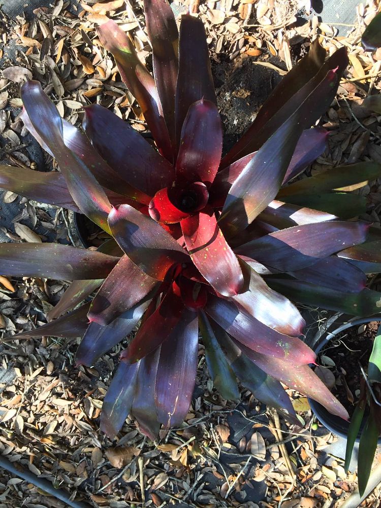 neoregelia-royal-burgundy-bromeliad