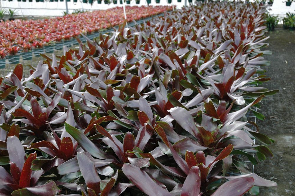 neoregelia-royal-burgundy-bromeliad