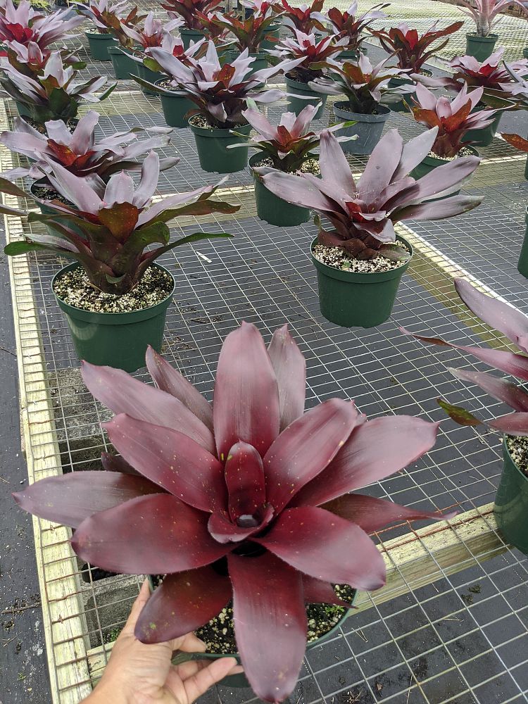 neoregelia-royal-burgundy-bromeliad