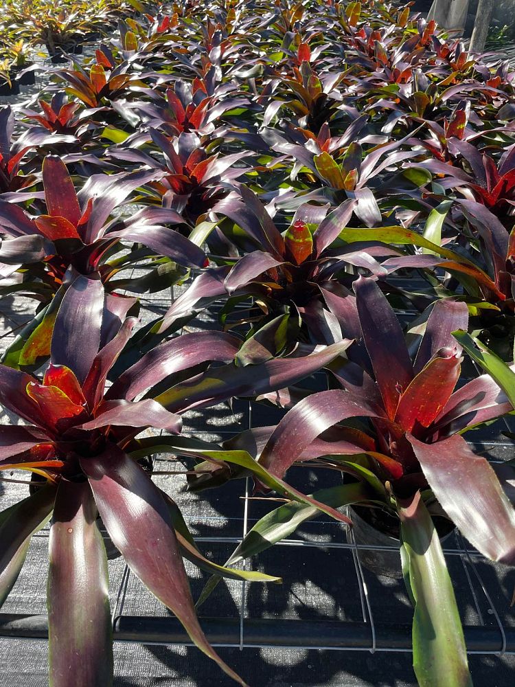 neoregelia-royal-burgundy-bromeliad