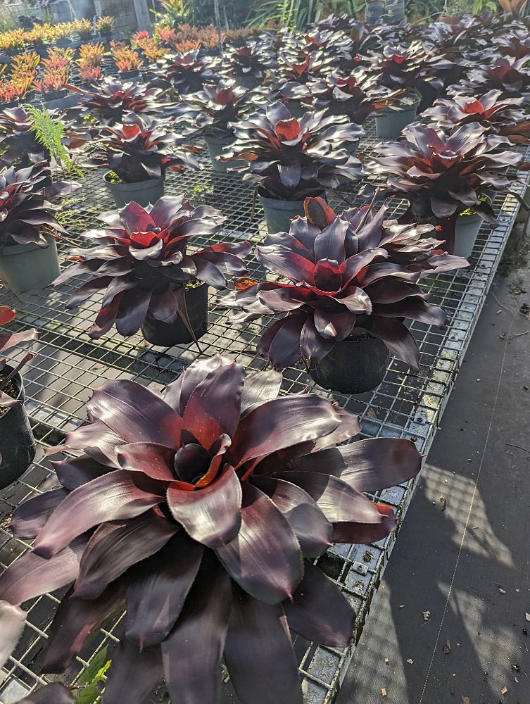 neoregelia-royal-burgundy-bromeliad