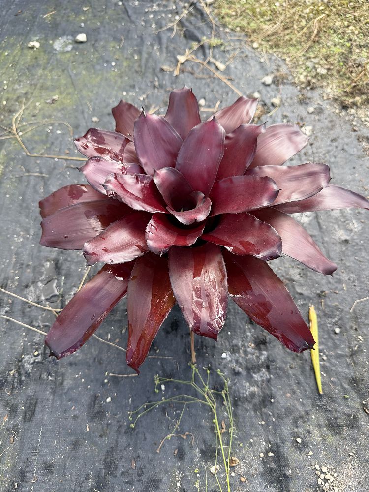 neoregelia-royal-burgundy-bromeliad