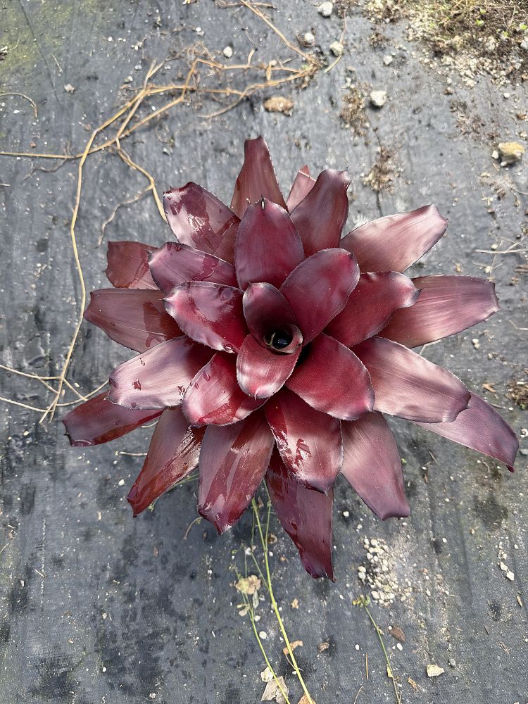 neoregelia-royal-burgundy-bromeliad