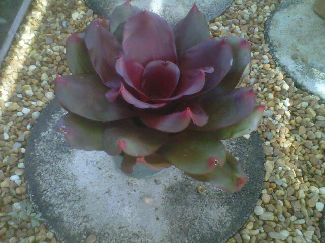 neoregelia-royal-cordovan-bromeliad