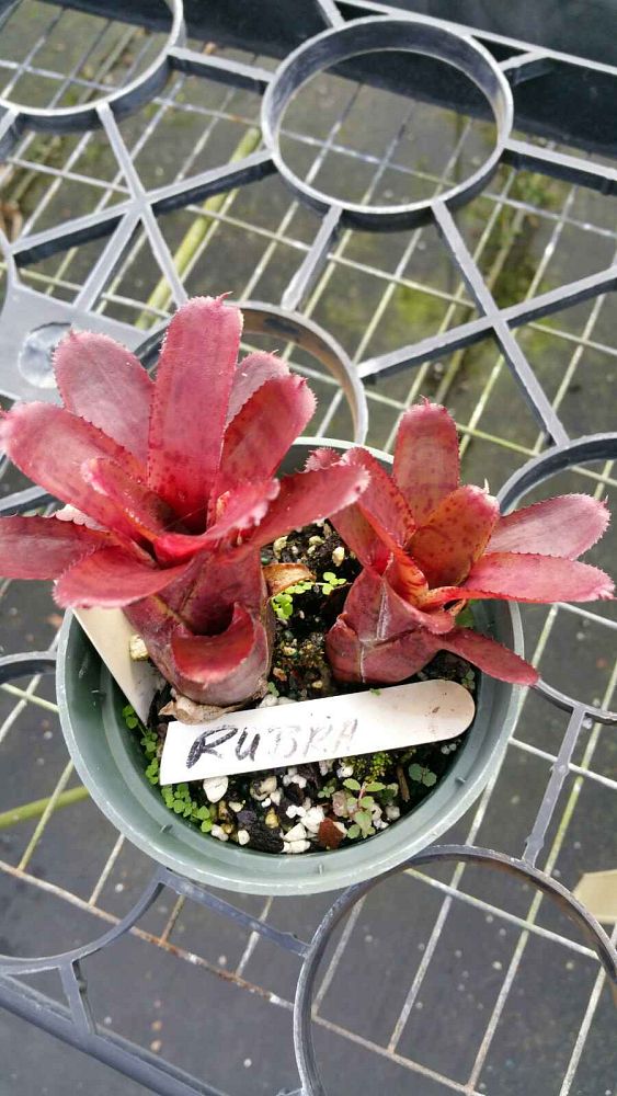 neoregelia-rubra-bromeliad
