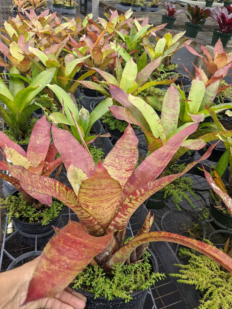 neoregelia-rubrovittata-bromeliad