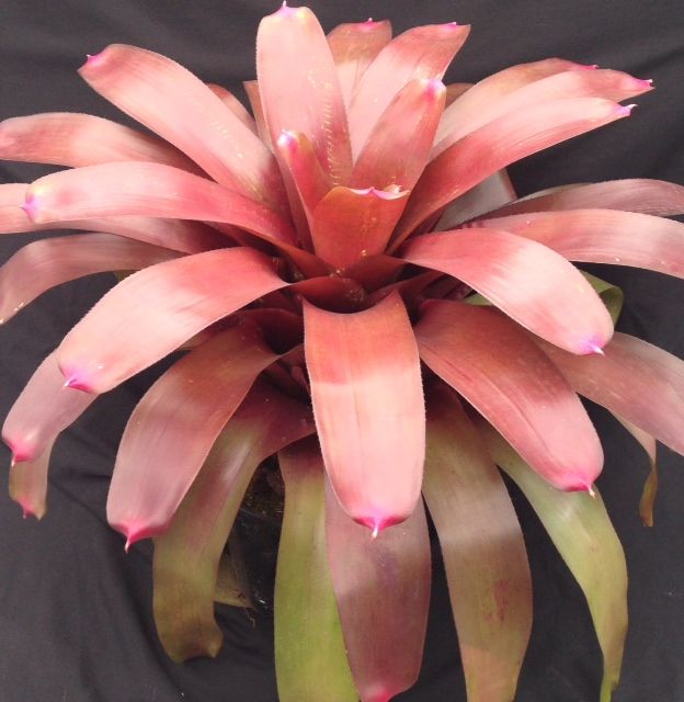 neoregelia-rustic-bromeliad