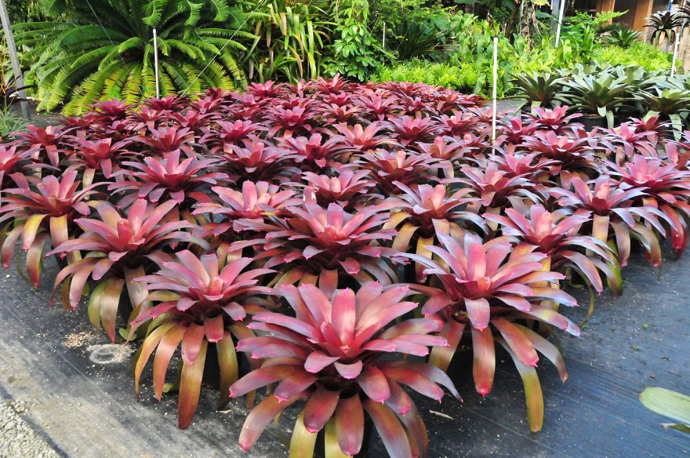 neoregelia-rustic-bromeliad