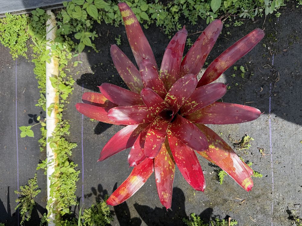 neoregelia-rustic-bromeliad