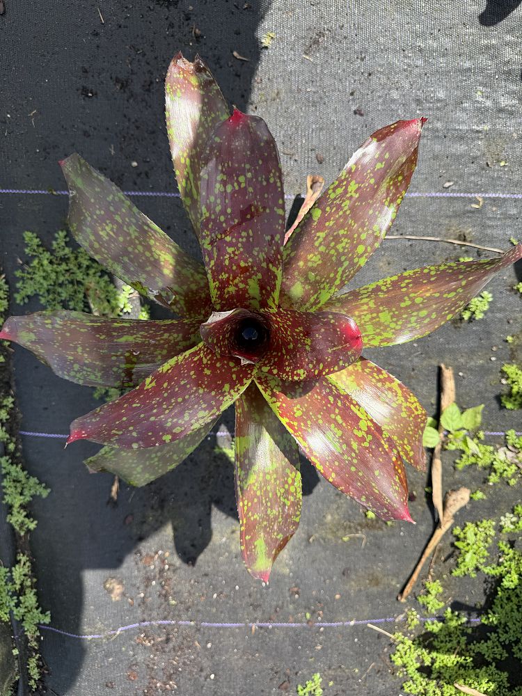 neoregelia-rustic-bromeliad