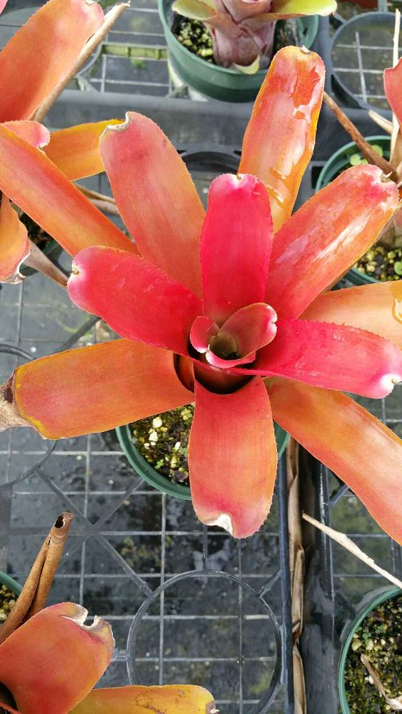 neoregelia-sarah-lee-bromeliad