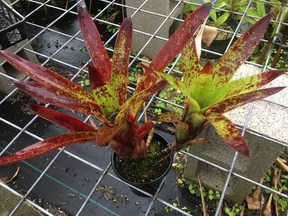 neoregelia-sarmentosa-deleon-s-species-8-bromeliad