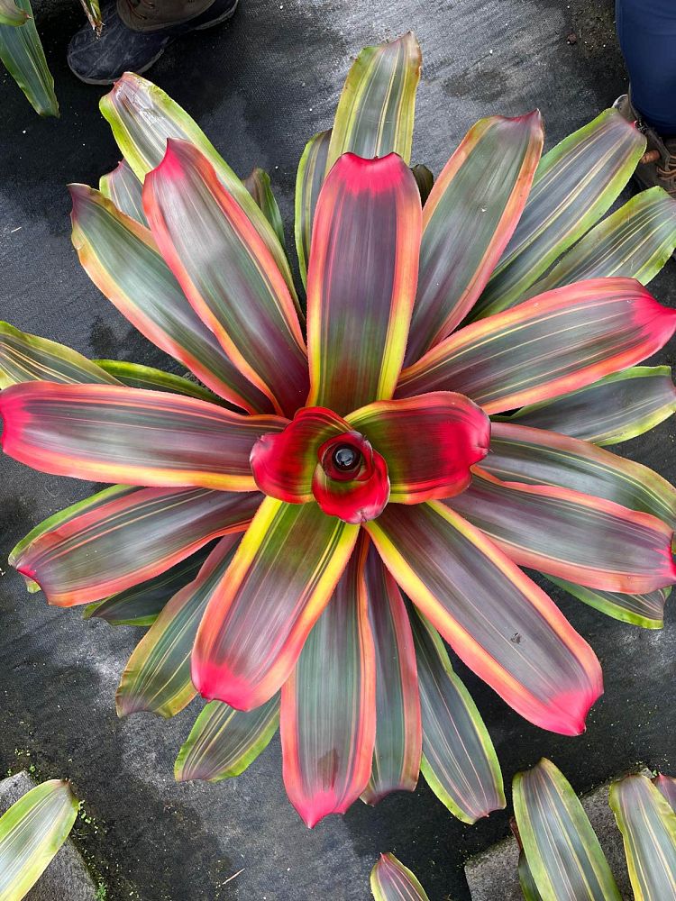 neoregelia-serendipity-bromeliad