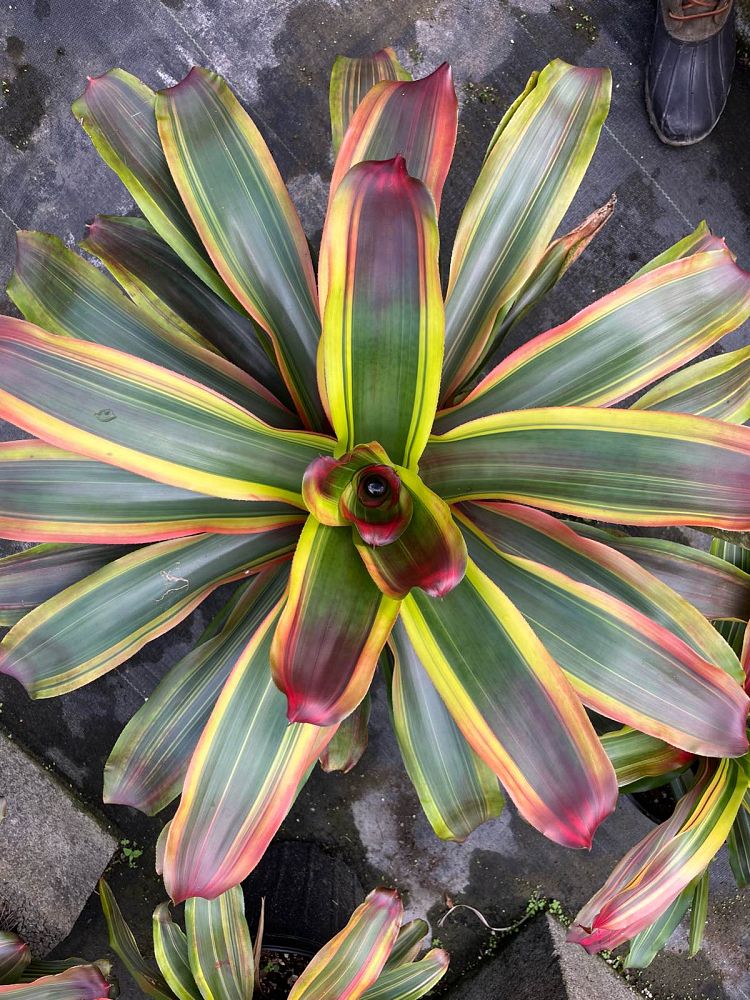 neoregelia-serendipity-bromeliad