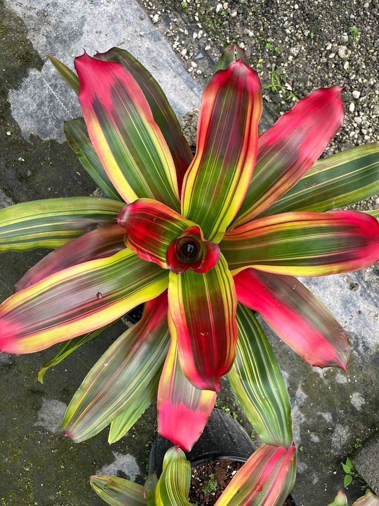 neoregelia-serendipity-bromeliad