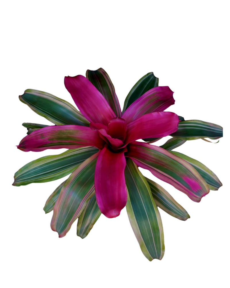 neoregelia-serendipity-bromeliad