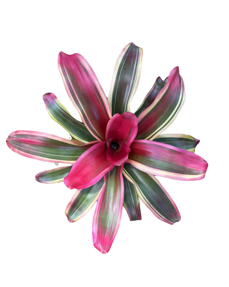 neoregelia-serendipity-bromeliad