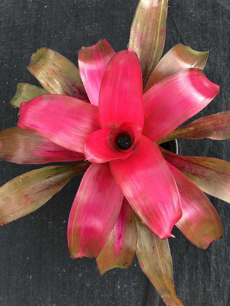 neoregelia-sexy-pink-bromeliad