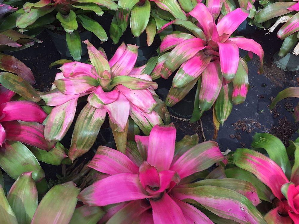 neoregelia-sexy-pink-bromeliad
