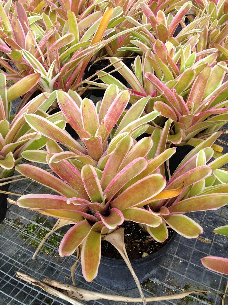 neoregelia-sheba-bromeliad