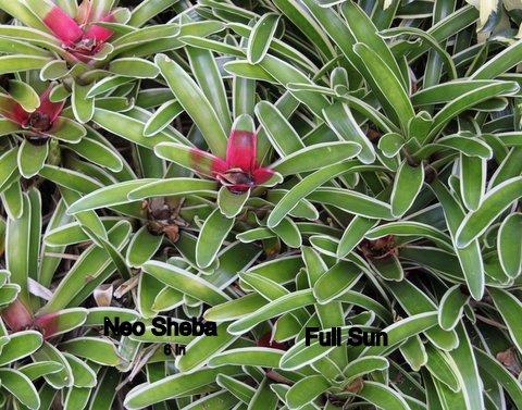 neoregelia-sheba-bromeliad