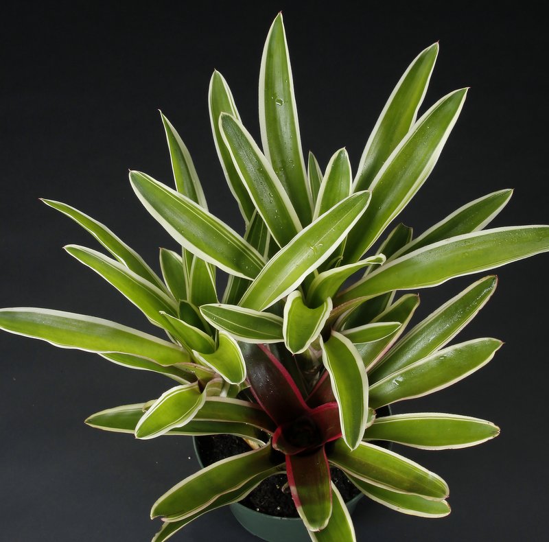 neoregelia-sheba-bromeliad