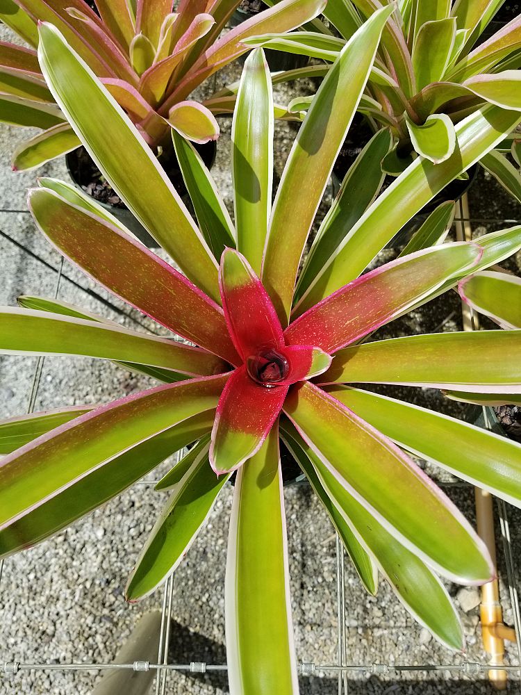 neoregelia-sheba-bromeliad